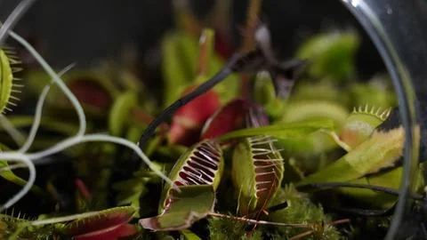 Venus Flytrap Close Up Carnivorous Plant Dionaea Muscipula Foto stock