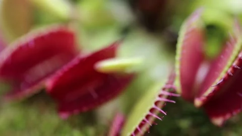 Venus flytrap close-up .Carnivorous plants.Indoor flowers. Venus flytrap Video stock 150486302