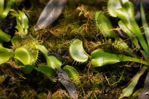 Venus Flytrap Close Up Green Carnivorous Plant Stock Photos
