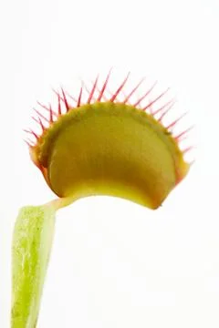 Venus flytrap, close-up 库存照片