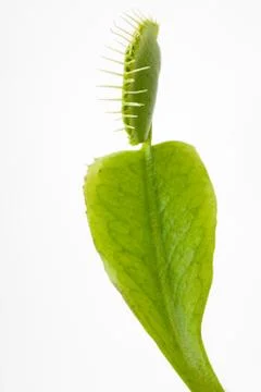 Venus flytrap, close-up Foto stock