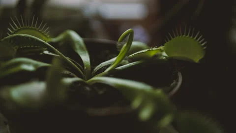 Venus Flytrap Close Up. Plant Feeds on Insect. Dionaea Muscipula Stock Footage 144256469