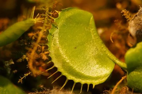 Venus Flytrap Close Up View of a Carnivorous Plant Foto stock