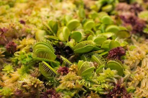 Venus flytrap closeup Venus flytrap Dionaea muscipula closeup in wet moss ... 库存照片