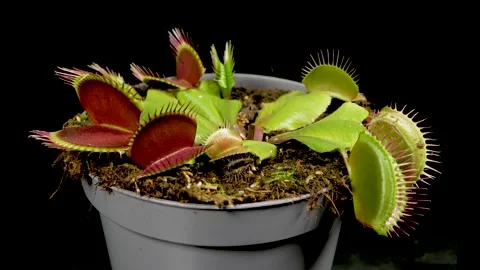 Venus flytrap closing its jaws on black background Video stock 310787980