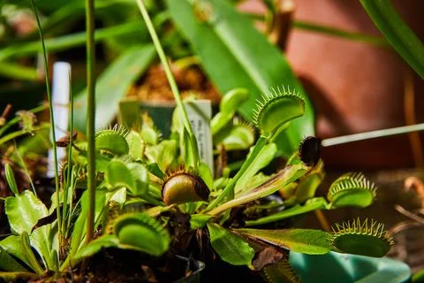 Venus Flytrap Collection in Greenhouse Close-Up Foto stock