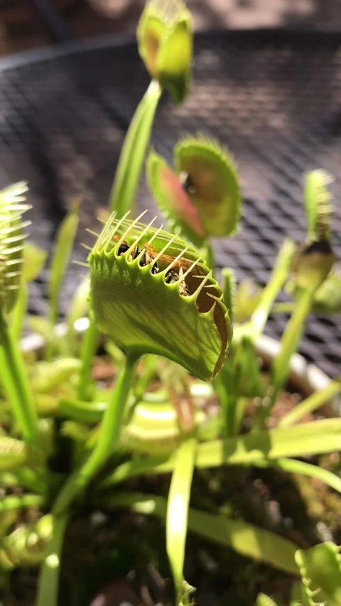 Venus Flytrap Devours Large Wasp, Pinetop, Arizona, USA - 16 Sep 2019 Stock Footage 205194584