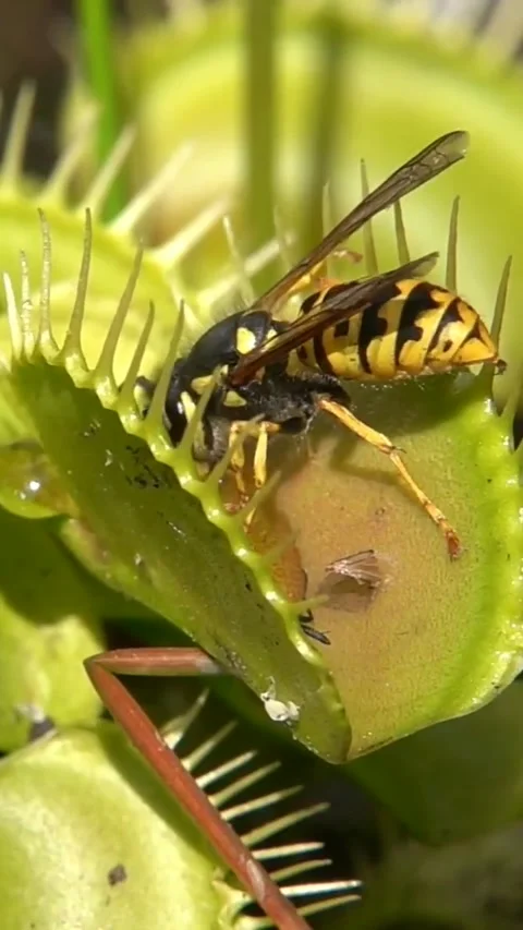Venus Flytrap Devours Wasp, Dohr, Germany - 20 Jul 2023 Stock Footage 295380508