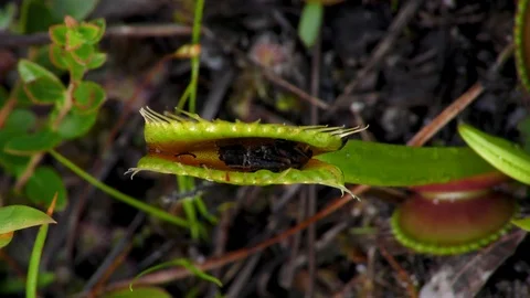 Venus Flytrap with digested insect, SE USA Stock Footage 96337664