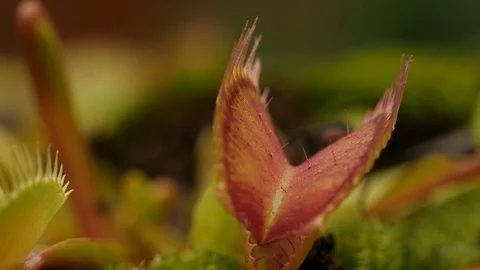 Venus flytrap (Dionaea muscipula) and fly Video stock 117819878