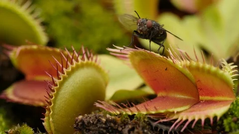 Venus flytrap (Dionaea muscipula) and fly Stock Footage 117844465