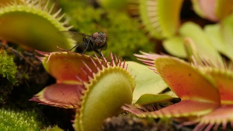 Venus flytrap (Dionaea muscipula) and fly Stock Footage 117846723