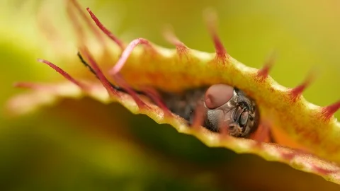 Venus flytrap (Dionaea muscipula) and captured fly Stock Footage 117900378