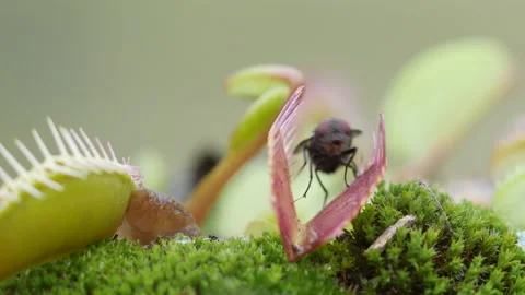 Venus flytrap (Dionaea muscipula) and fly - does not trigger Video stock 144843676