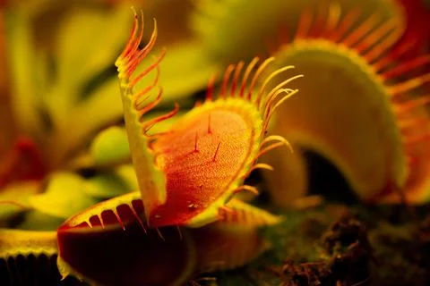 Venus flytrap Dionaea muscipula on blurred background. Foto stock