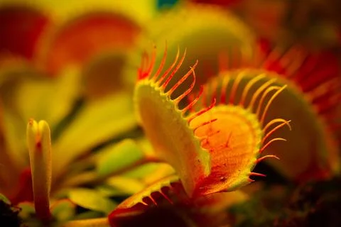 Venus flytrap Dionaea muscipula on blurred background. 库存照片