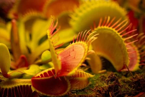 Venus flytrap Dionaea muscipula on blurred background. Foto stock
