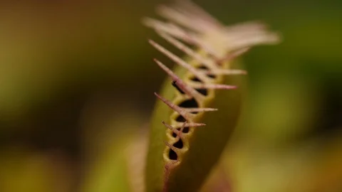 Venus flytrap (Dionaea muscipula) captured fly Stock Footage 117819144