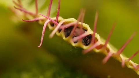 Venus flytrap (Dionaea muscipula) captured fly Stock Footage 117866505