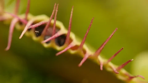 Venus flytrap (Dionaea muscipula) captured fly Stock Footage 117880483