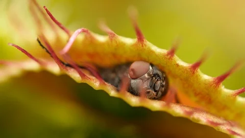 Venus flytrap (Dionaea muscipula) captured fly Stock Footage 117883084