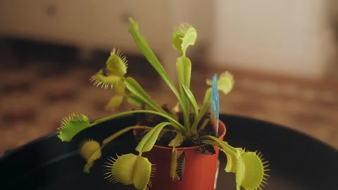 Venus flytrap Dionaea muscipula , carnivorous plant. Video stock 256773095