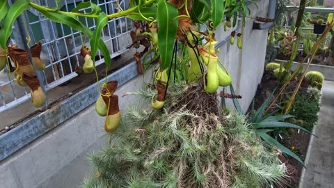 The Venus flytrap (Dionaea muscipula) is a carnivorous plant species. Video stock 329557817