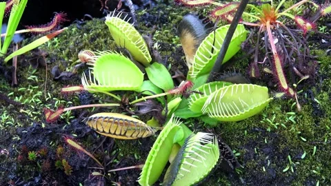 The Venus flytrap (Dionaea muscipula) is a carnivorous plant species. Video stock 329557945
