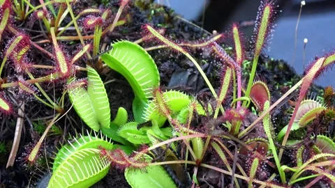 The Venus flytrap (Dionaea muscipula) is a carnivorous plant species. Video stock 329557986