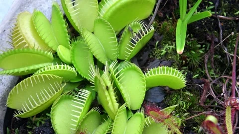 The Venus flytrap (Dionaea muscipula) is a carnivorous plant species. Video stock 329558003