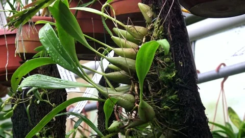 The Venus flytrap (Dionaea muscipula) is a carnivorous plant species. Video stock 329558037