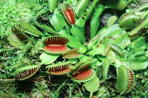 The Venus flytrap (Dionaea muscipula) is a carnivorous plant native to subtro Foto stock
