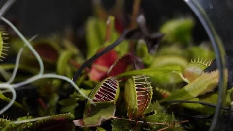 Venus Flytrap Dionaea Muscipula Carnivorous Plant Close Up 스톡 사진