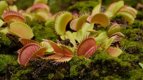Venus flytrap (Dionaea muscipula) catching fly Stock Footage 117820761
