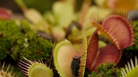 Venus flytrap (Dionaea muscipula) catching fly Stock Footage 117826657