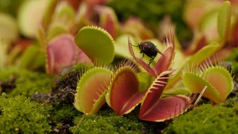 Venus flytrap (Dionaea muscipula) catching fly Stock Footage