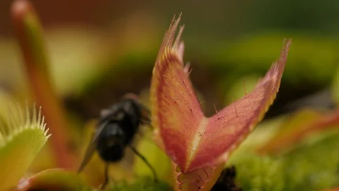 Venus flytrap (Dionaea muscipula) catching fly Stock Footage 117834553