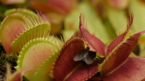 Venus flytrap (Dionaea muscipula) catching fly Stock Footage 117840387