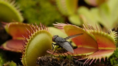 Venus flytrap (Dionaea muscipula) catching fly Stock Footage 117844254