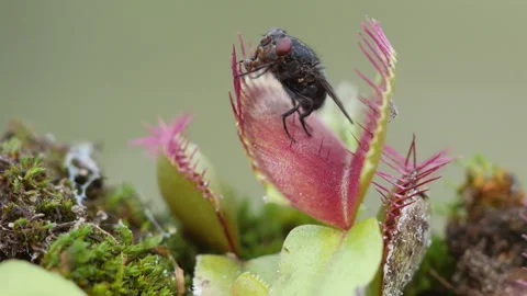Venus flytrap (Dionaea muscipula) catching fly Vídeo Stock 144845049