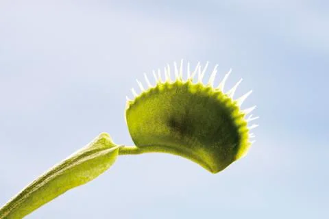 Venus flytrap (Dionaea muscipula), close-up Foto stock