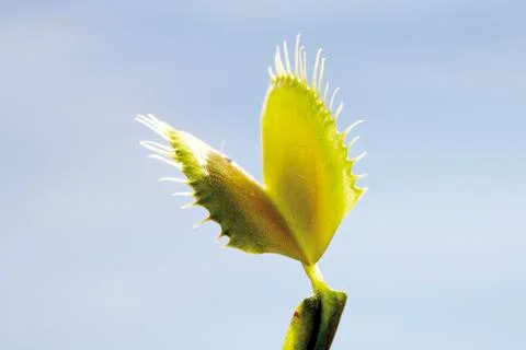 Venus flytrap (Dionaea muscipula), close-up Foto stock