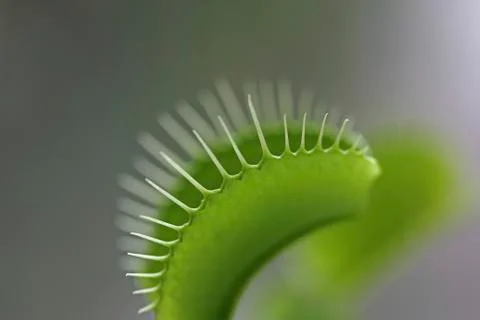 Venus flytrap (dionaea muscipula), close-up Foto stock