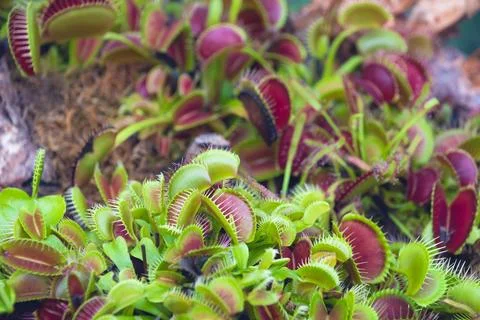 The Venus flytrap, Dionaea muscipula, close-up. Stockfoto's