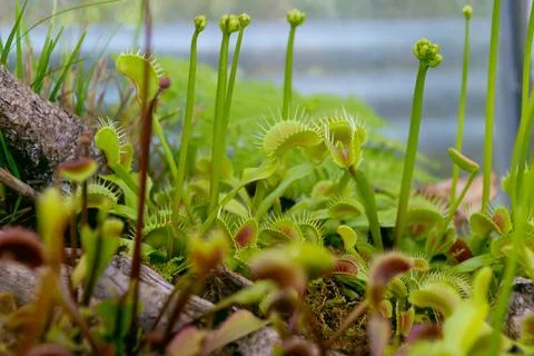 The Venus flytrap, Dionaea muscipula, close-up. 库存照片