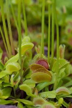 The Venus flytrap, Dionaea muscipula, close-up. 库存照片
