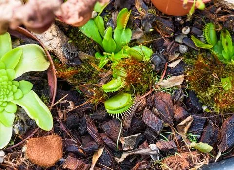 Venus flytrap (Dionaea muscipula) close up Stock Photos