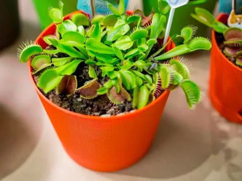 Venus Flytrap, Dionaea muscipula in a decorative flowerpot Stock Photos