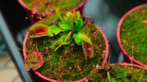 Venus flytrap (Dionaea Muscipula) excited with a finger and she attacks a person Stock Footage 139641366