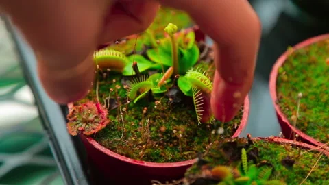 Venus flytrap (Dionaea Muscipula) excited with a finger and she attacks a person Vídeo Stock 139641438